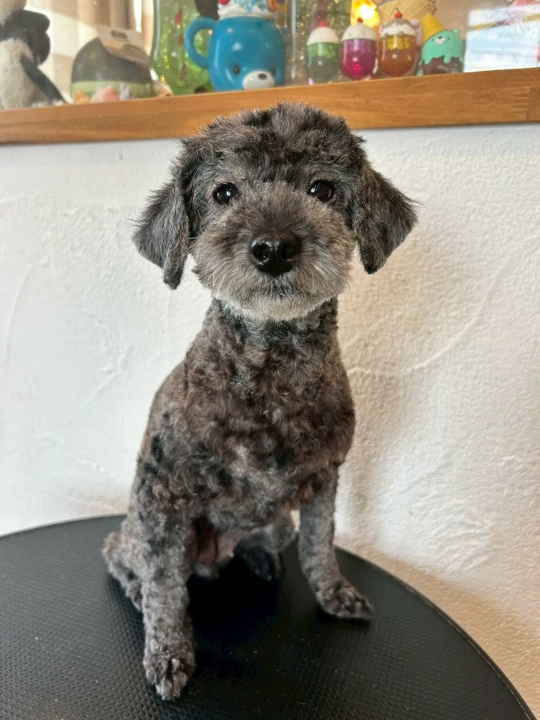 サロンに訪れたかわいいお友達を紹介します！🐾