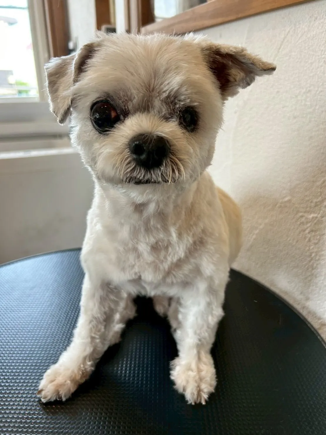 サロンに訪れたかわいいお友達を紹介します!🐾