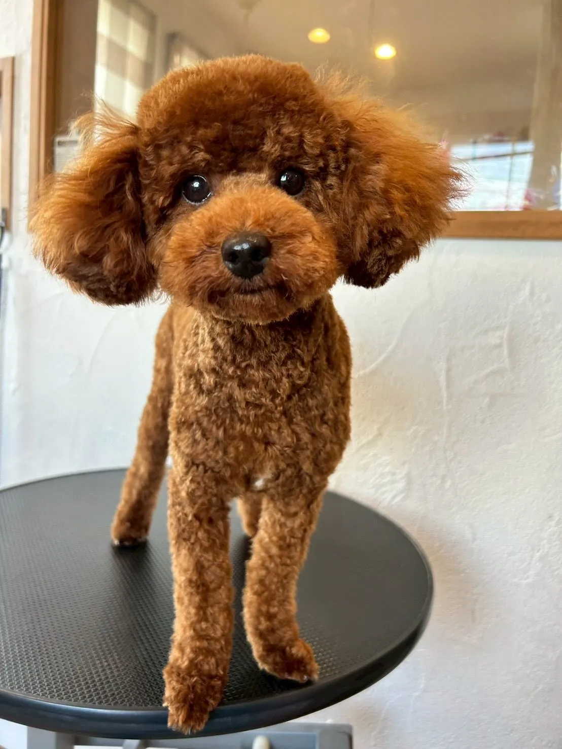 サロンに訪れたかわいいお友達を紹介します!🐾