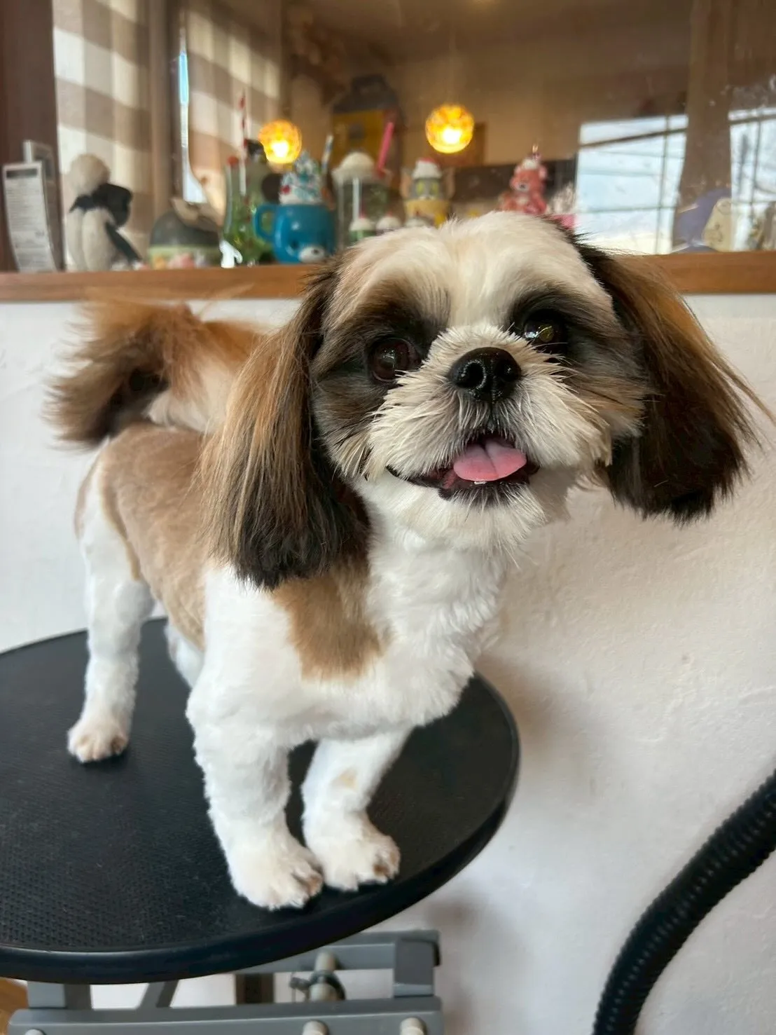 サロンに訪れたかわいいお友達を紹介します!🐾