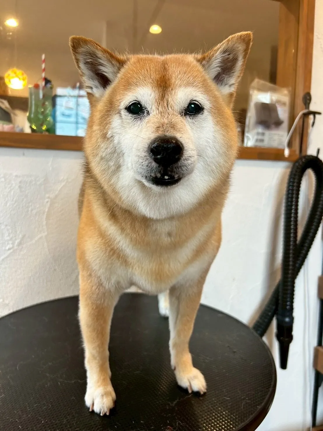 🐕✨素敵なワンちゃんたちがトリミングサロンに来てくれました！...