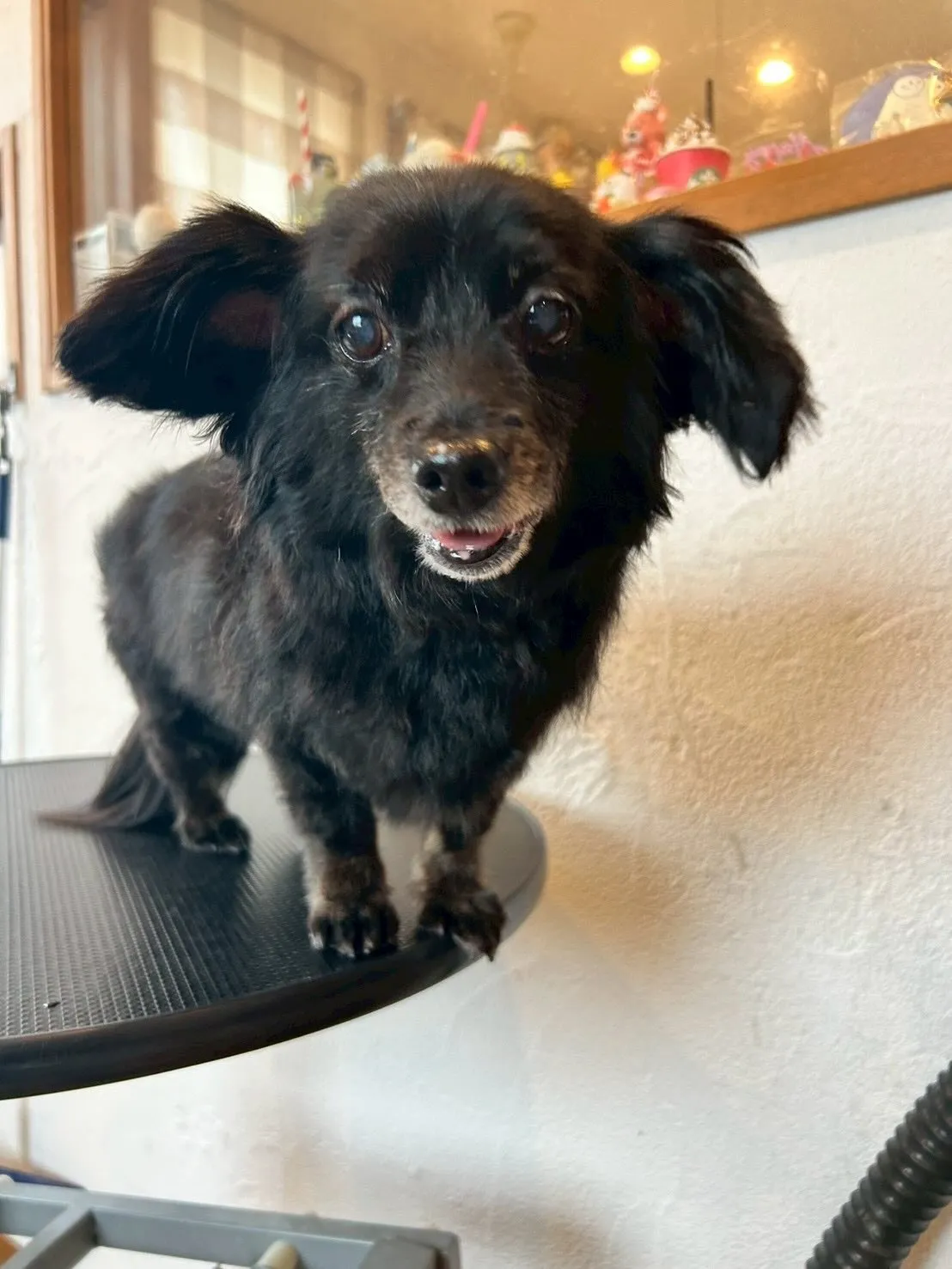 🐕✨素敵なワンちゃんたちがトリミングサロンに来てくれました！...