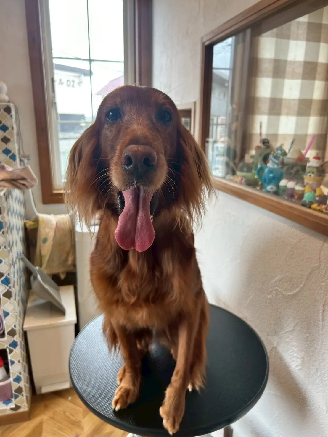 ベルちゃん、コンディショナー仕上げでさらふわ✨アイリッシュセ...