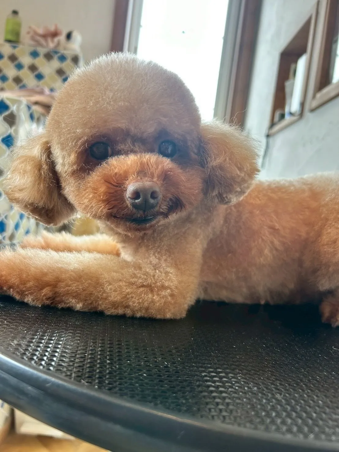 ベルちゃん、コンディショナー仕上げでさらふわ✨アイリッシュセ...