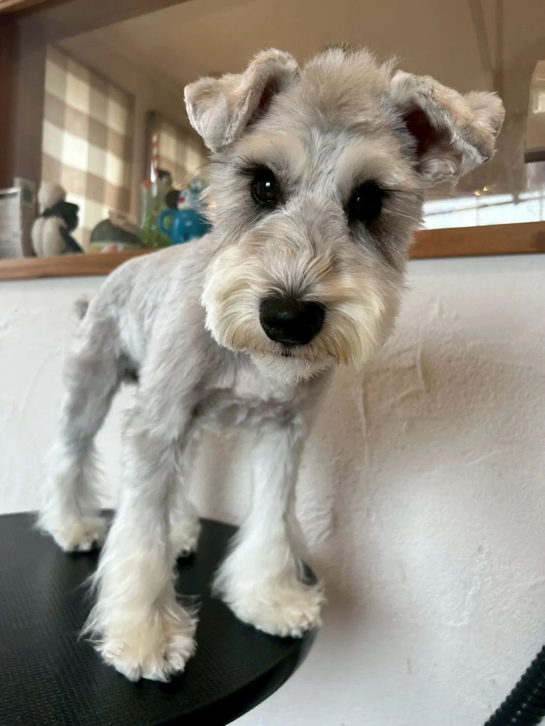 ベルちゃん、コンディショナー仕上げでさらふわ✨アイリッシュセ...