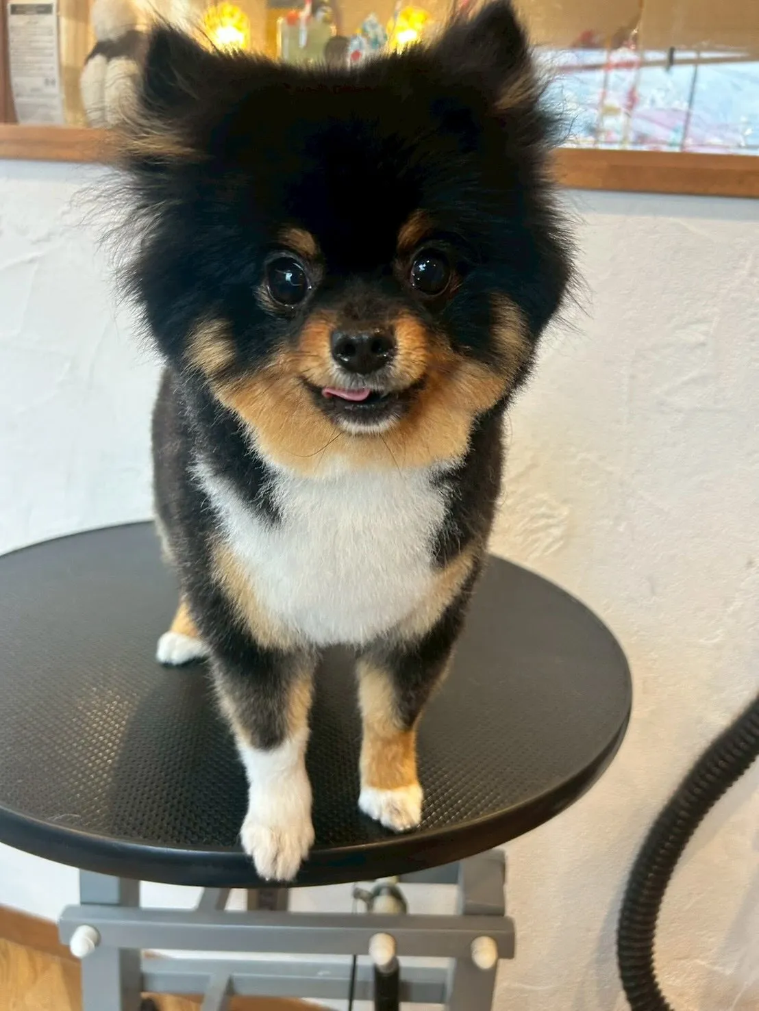 ベルちゃん、コンディショナー仕上げでさらふわ✨アイリッシュセ...