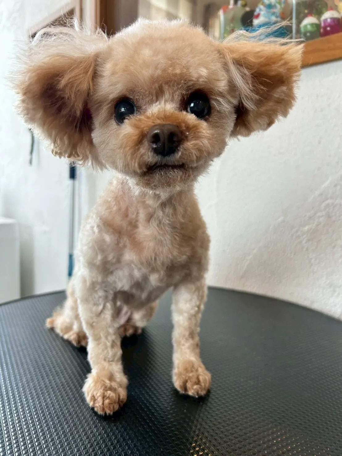 🐾✨素敵なゲストたちがサロンに遊びに来てくれました！✨🚗💨