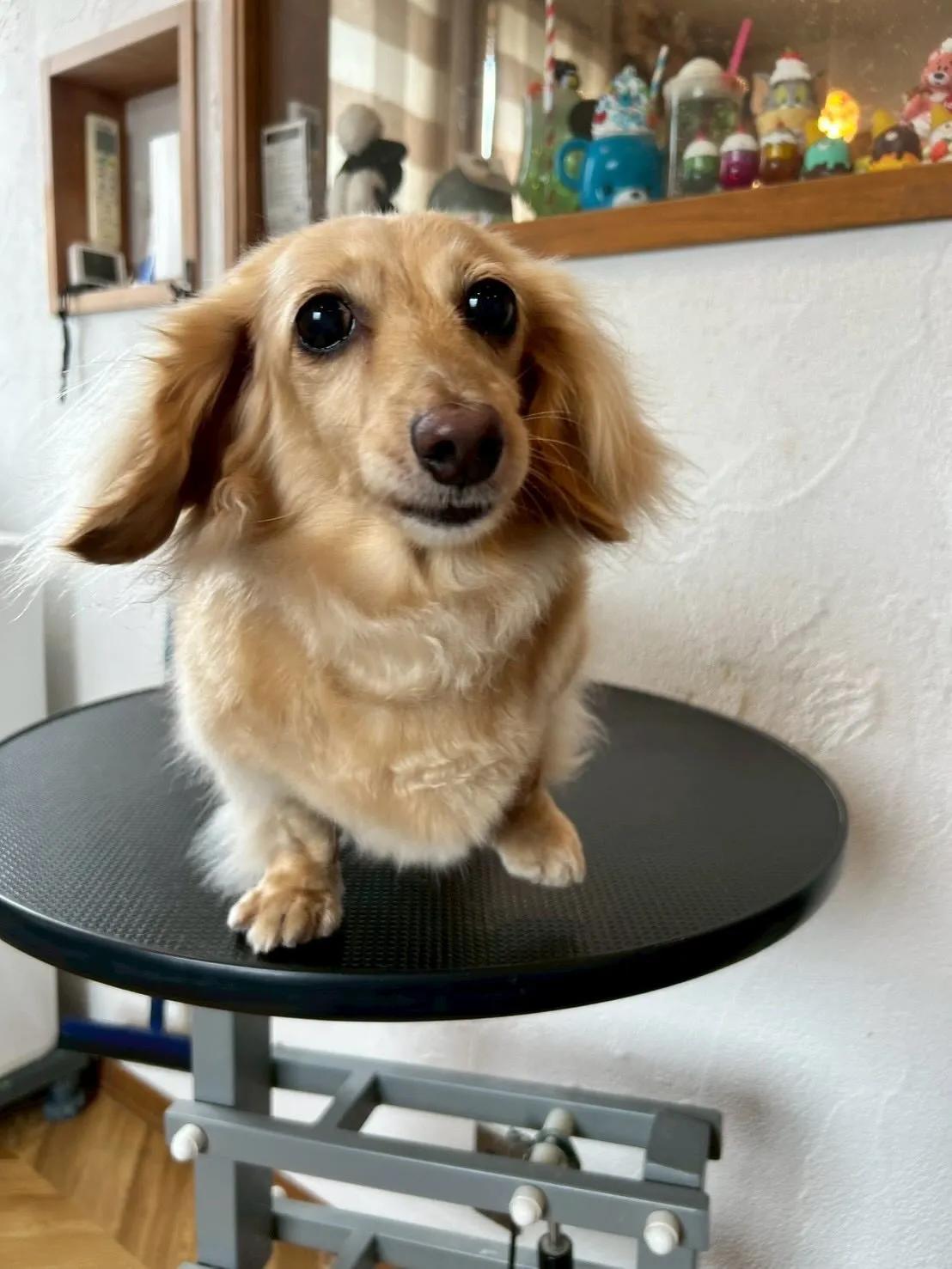 🐾✨素敵なゲストたちがサロンに遊びに来てくれました！✨🚗💨