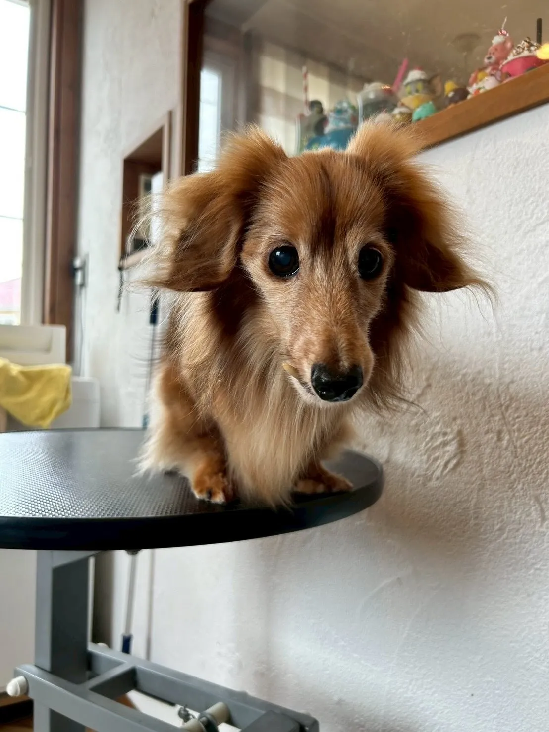 🐾✨素敵なゲストたちがサロンに遊びに来てくれました！✨🚗💨