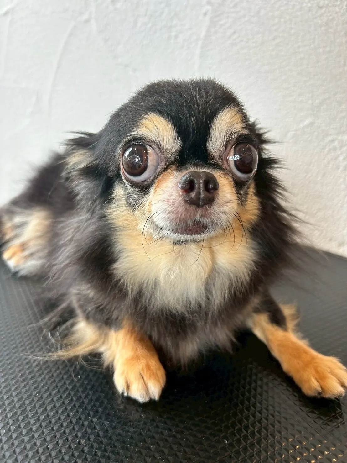 🐶✨ トリミングサロンの日常から、かわいいワンちゃんたちを紹...