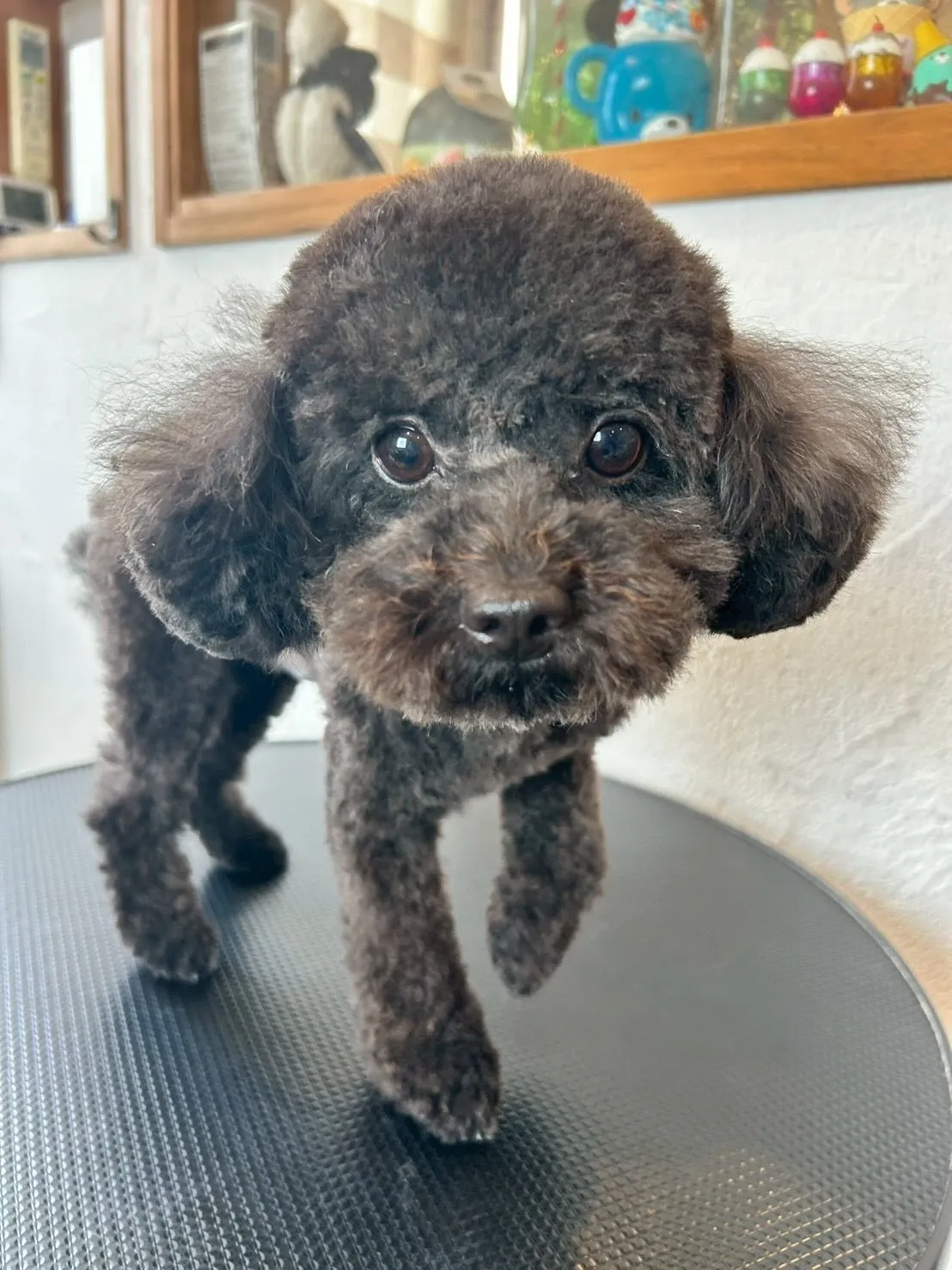 🐶✨ トリミングサロンの日常から、かわいいワンちゃんたちを紹...