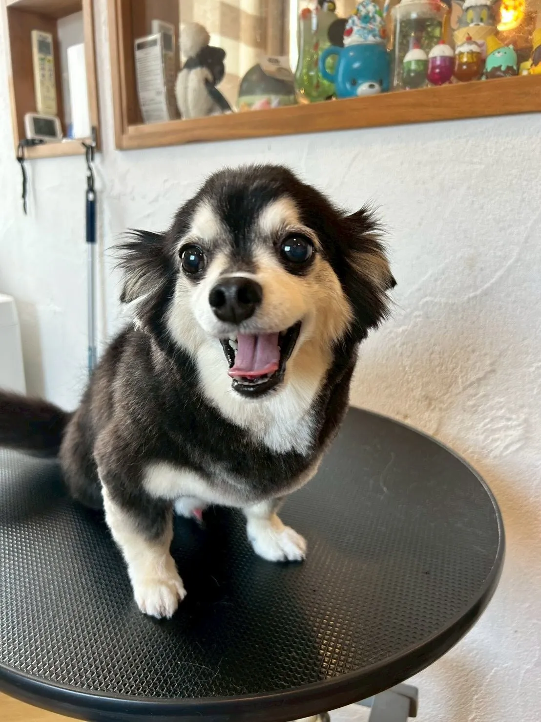 🐶✨ トリミングサロンの日常から、かわいいワンちゃんたちを紹...