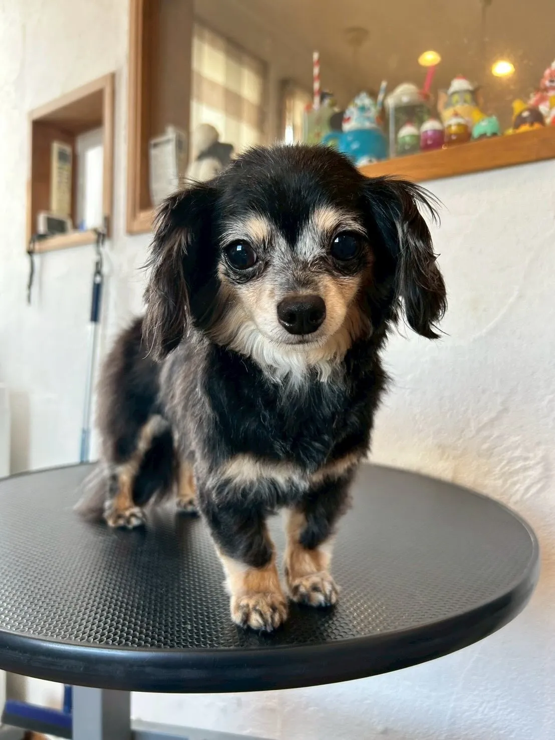 🐶✨ トリミングサロンの日常から、かわいいワンちゃんたちを紹...