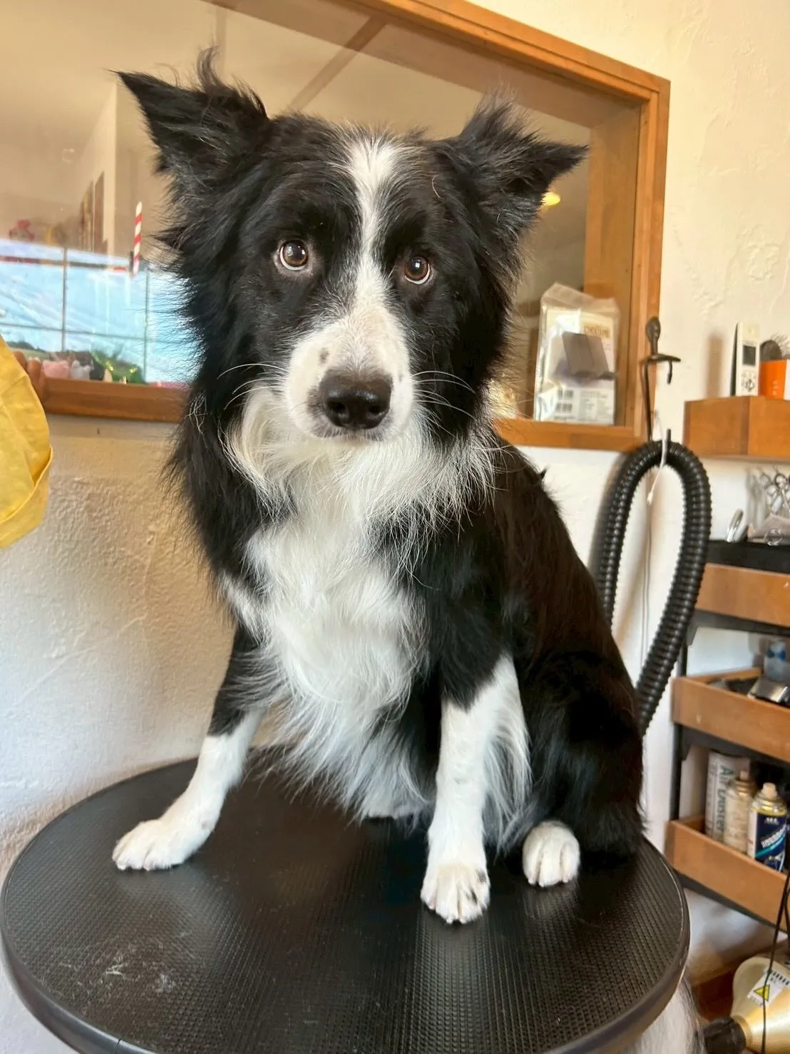 🐩 サロンでの素敵な変身をご紹介します!✨