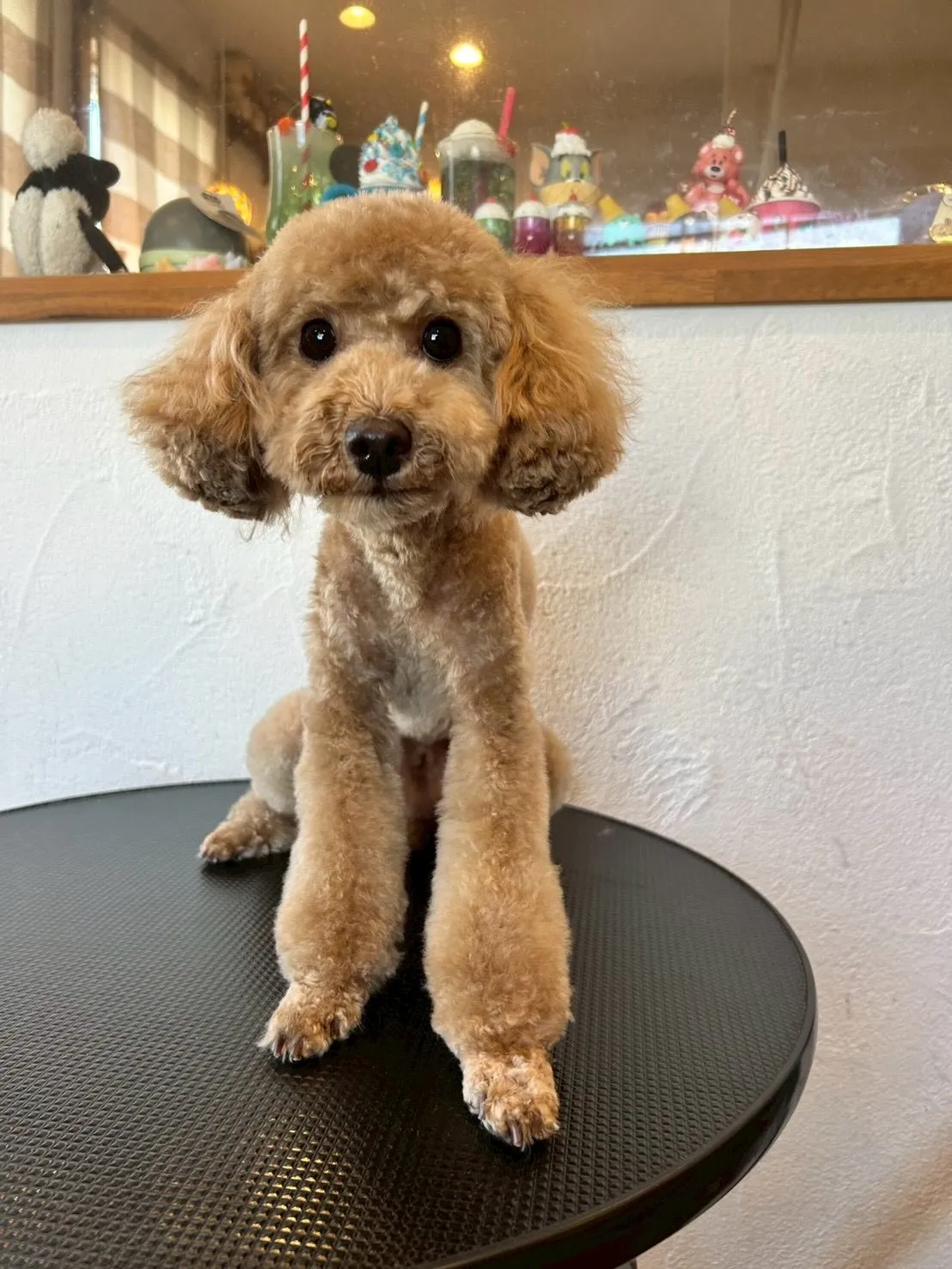 🐩 サロンでの素敵な変身をご紹介します!✨