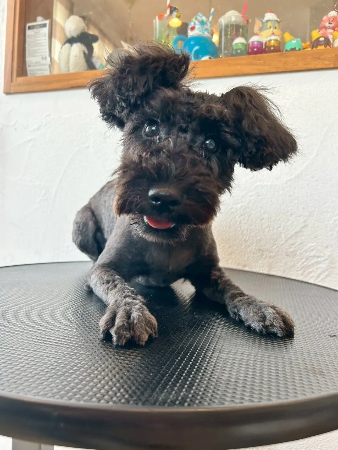 新しいお友達がやってきました！🐾✨