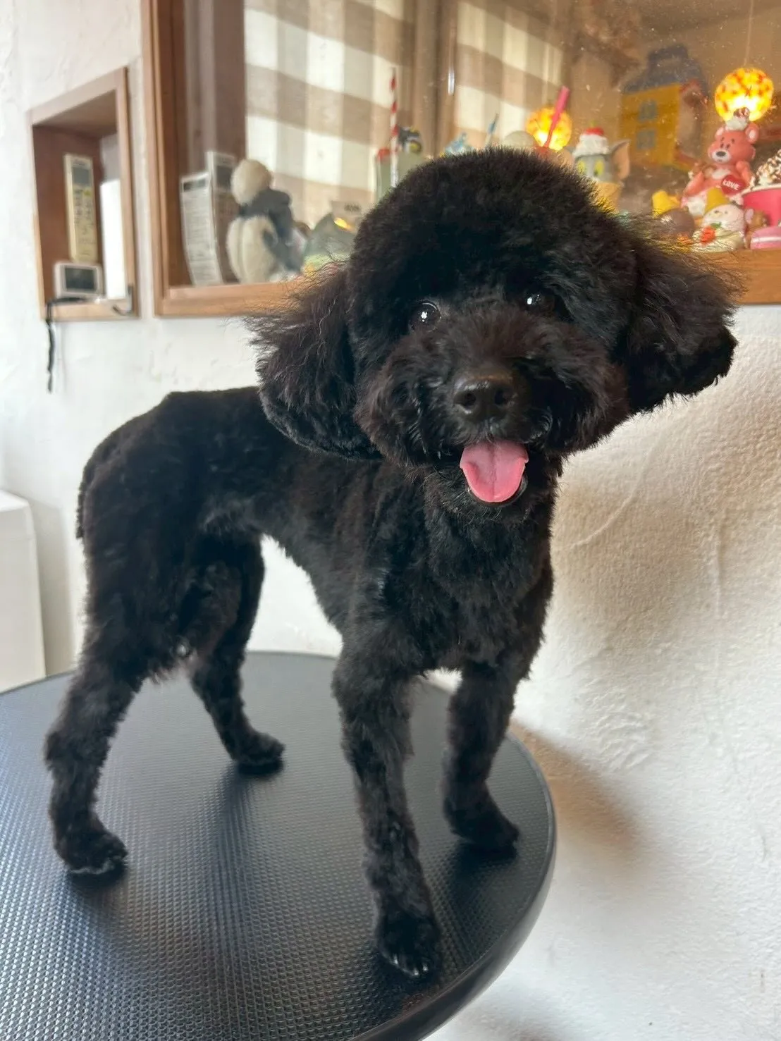 新しいお友達がやってきました！🐾✨