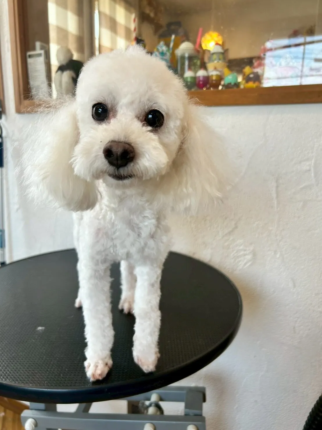 ✨🐶トリミングサロンへようこそ🐾✨ 