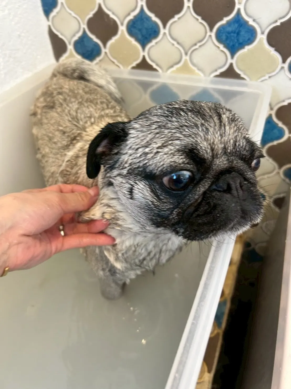 ✨🐶トリミングサロンへようこそ🐾✨ 