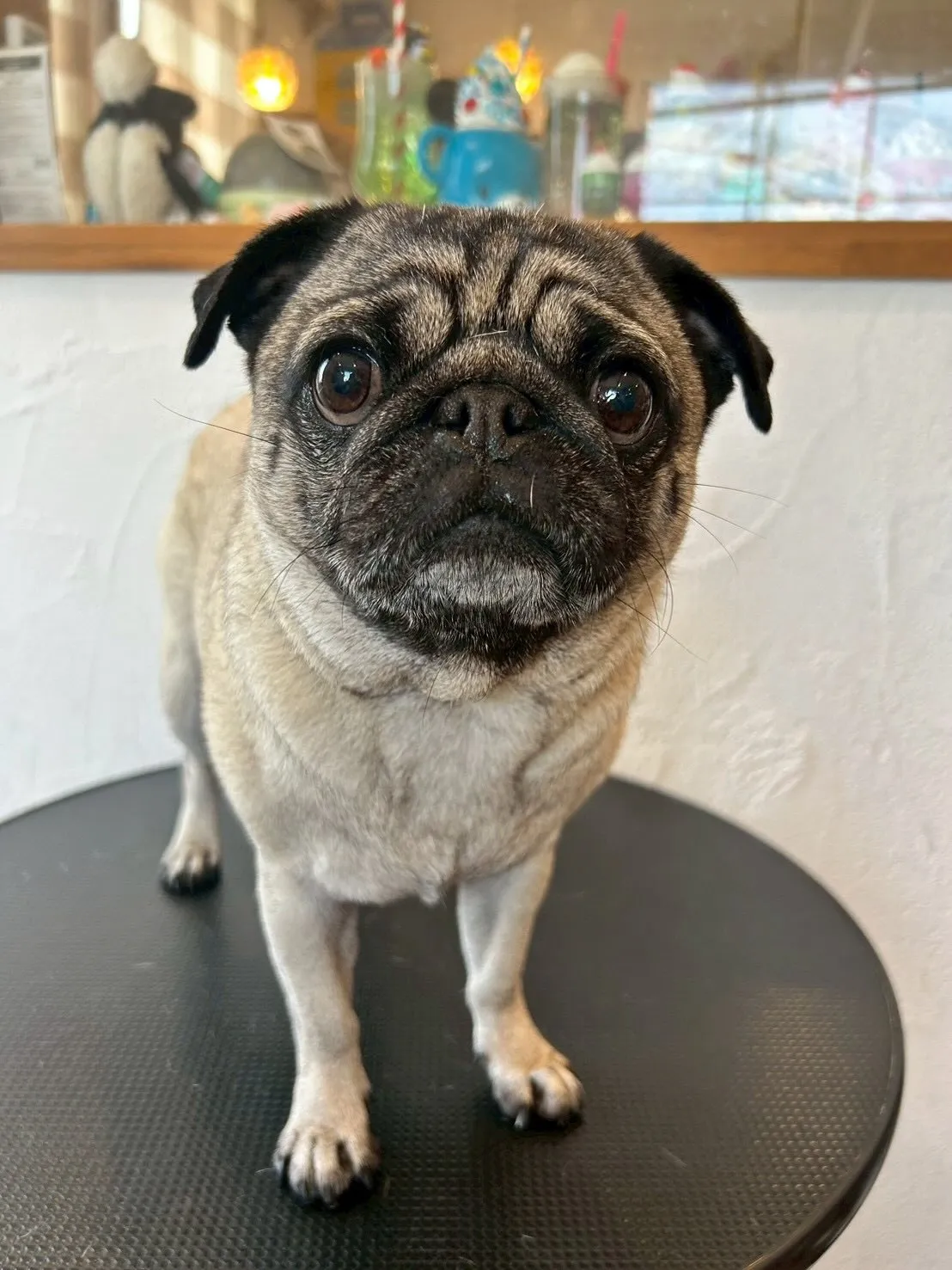 ✨🐶トリミングサロンへようこそ🐾✨ 