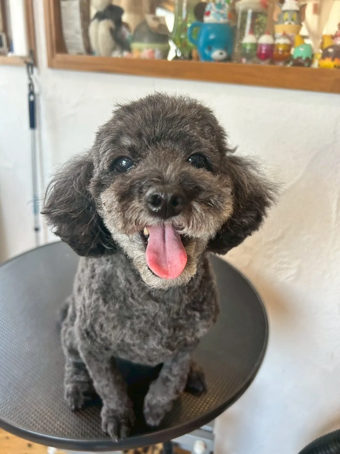 ✨🐶トリミングサロンへようこそ🐾✨ 