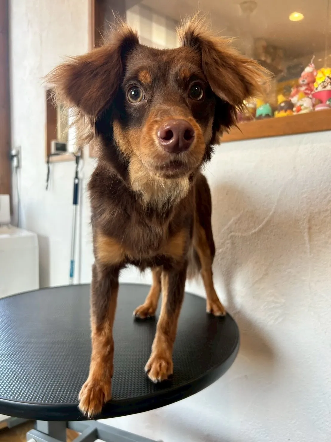 ✨🐶トリミングサロンへようこそ🐾✨ 