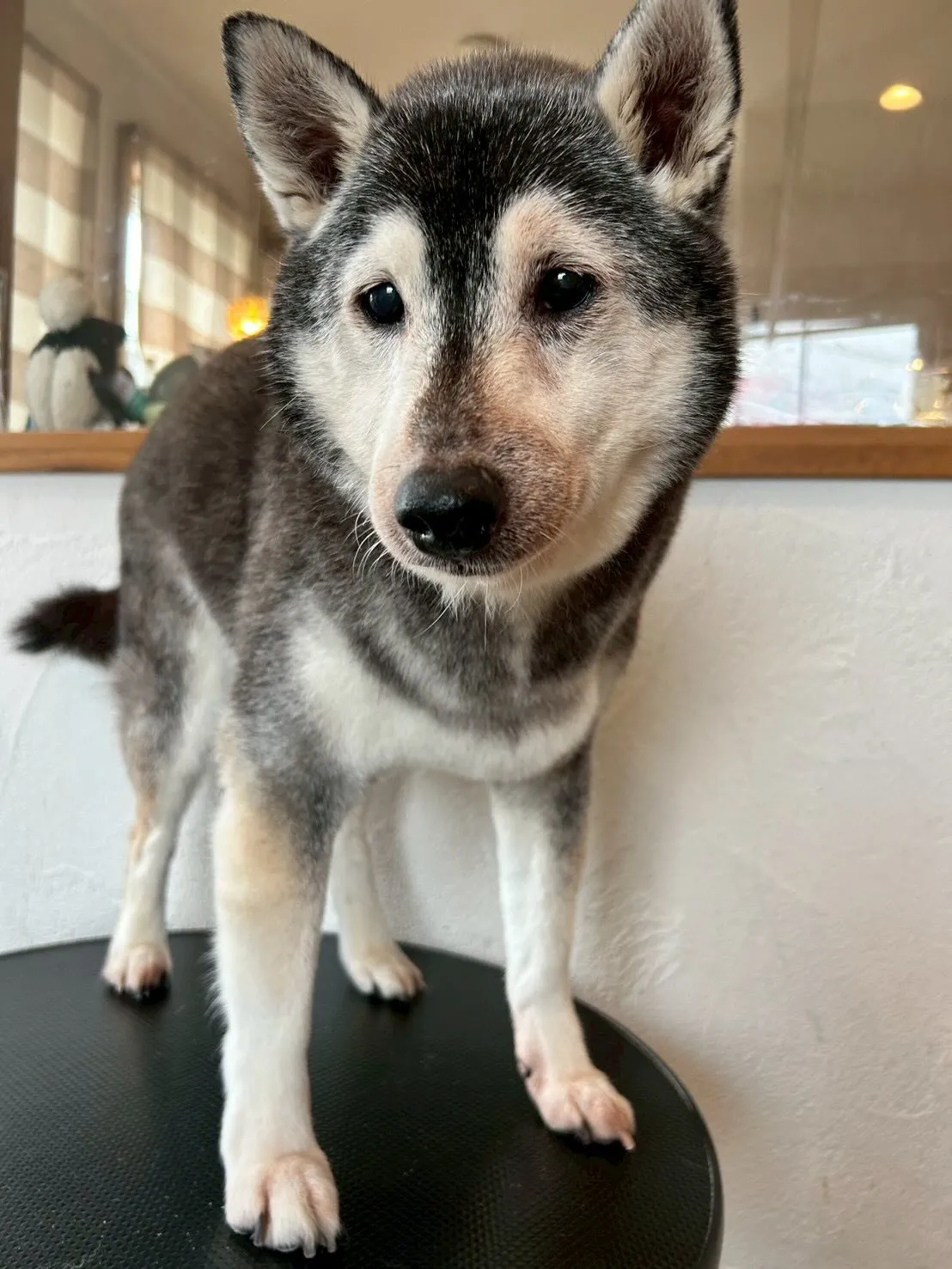 ワンちゃんたちが大変身する瞬間をお届けします！🐾✨