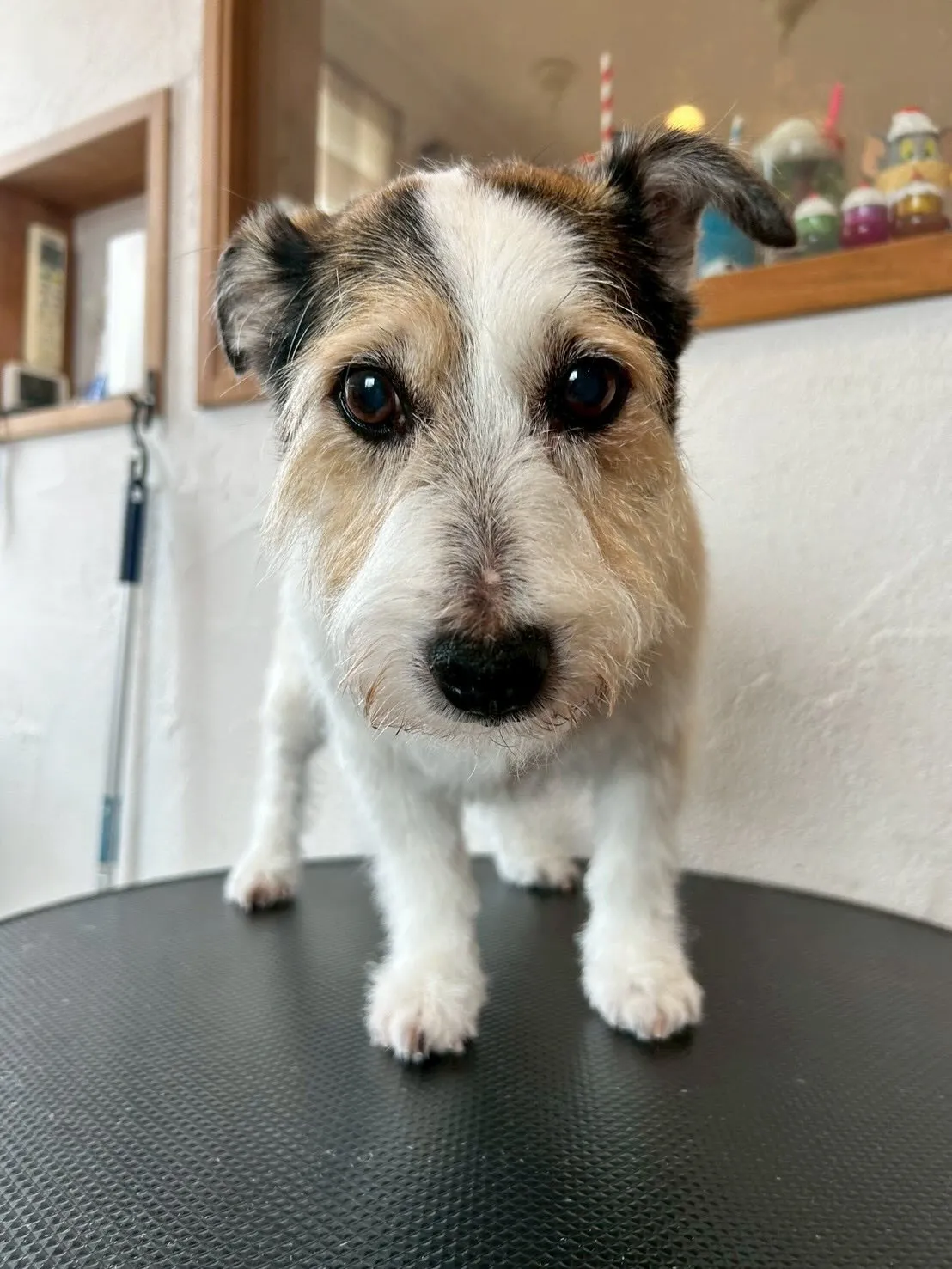 ワンちゃんたちが大変身する瞬間をお届けします！🐾✨