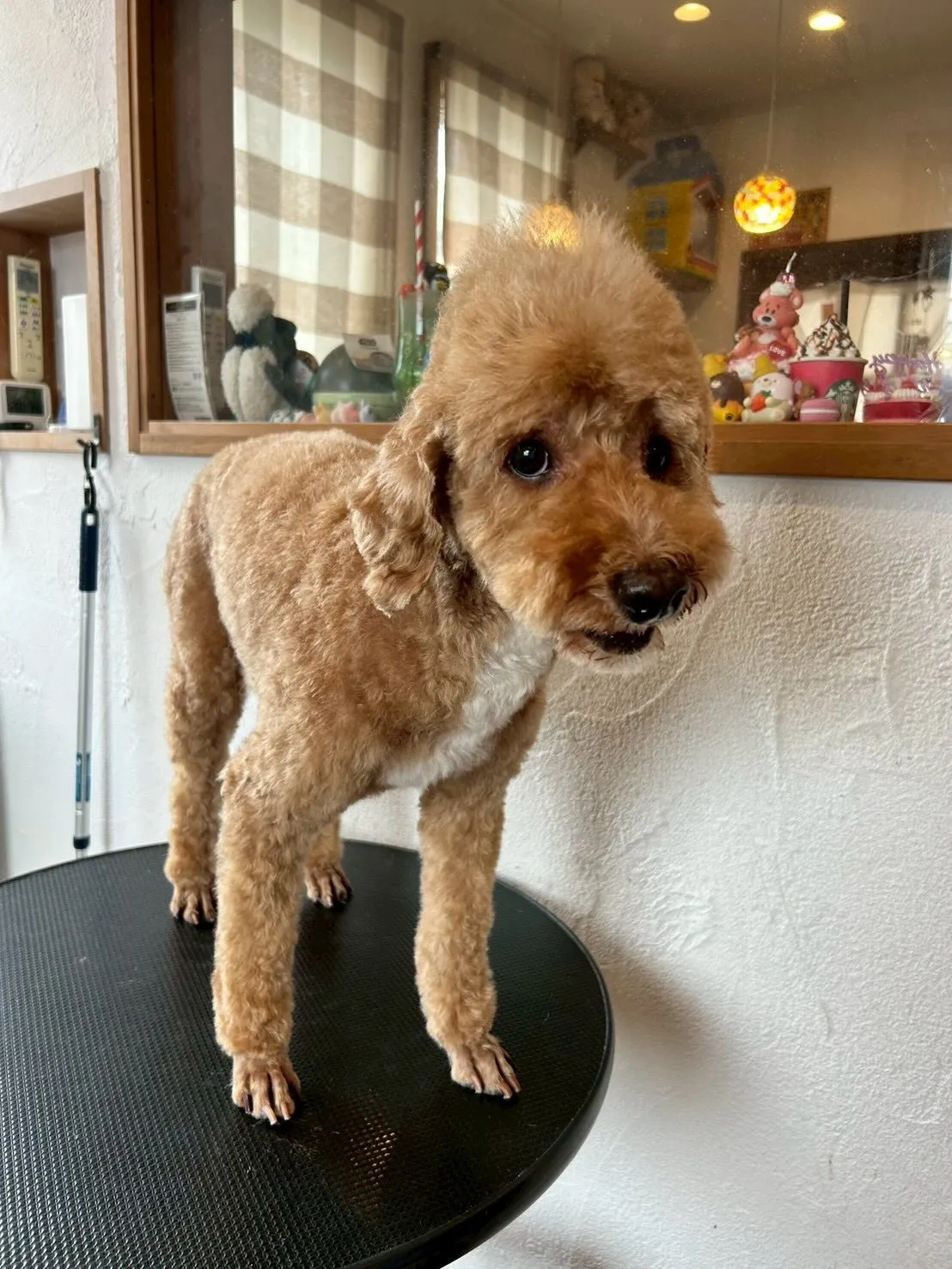 ワンちゃんたちが大変身する瞬間をお届けします！🐾✨