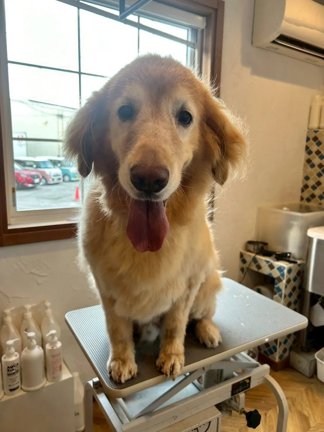 ワンちゃんたちが大変身する瞬間をお届けします！🐾✨