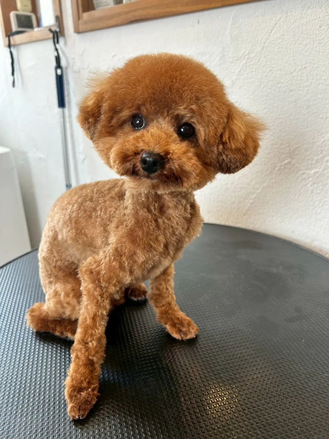 かわいいワンちゃんたちが大変身！🐶✂️ 