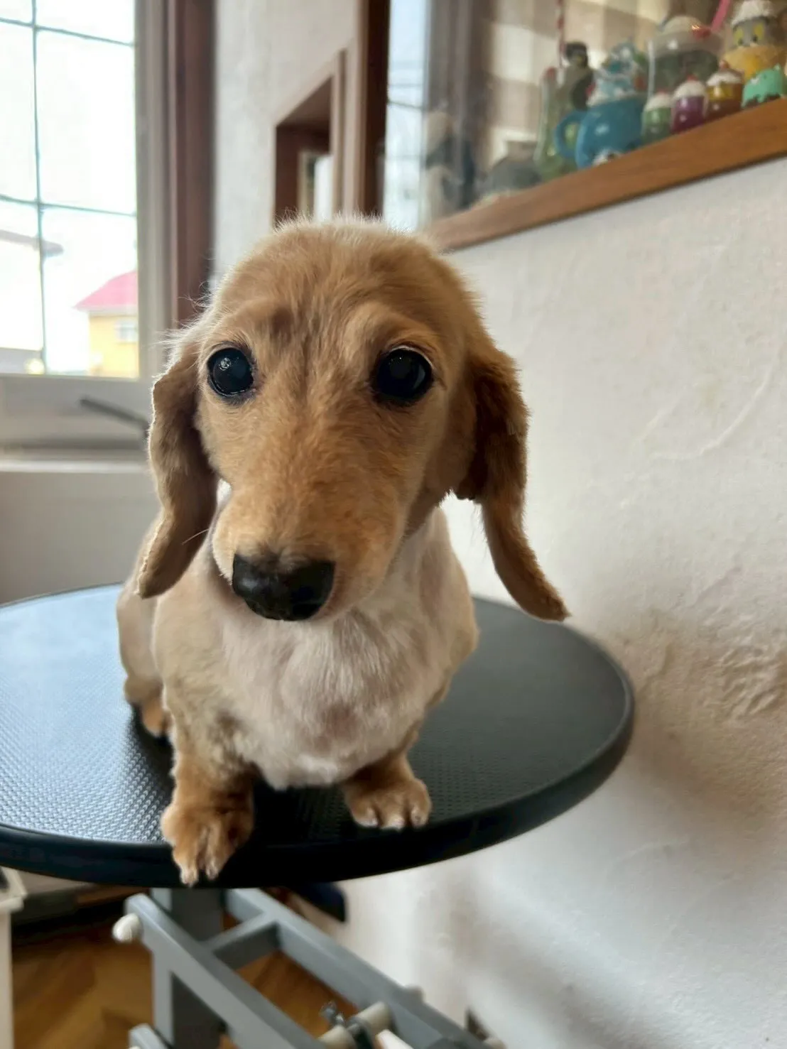 かわいいワンちゃんたちが大変身!🐶✂️