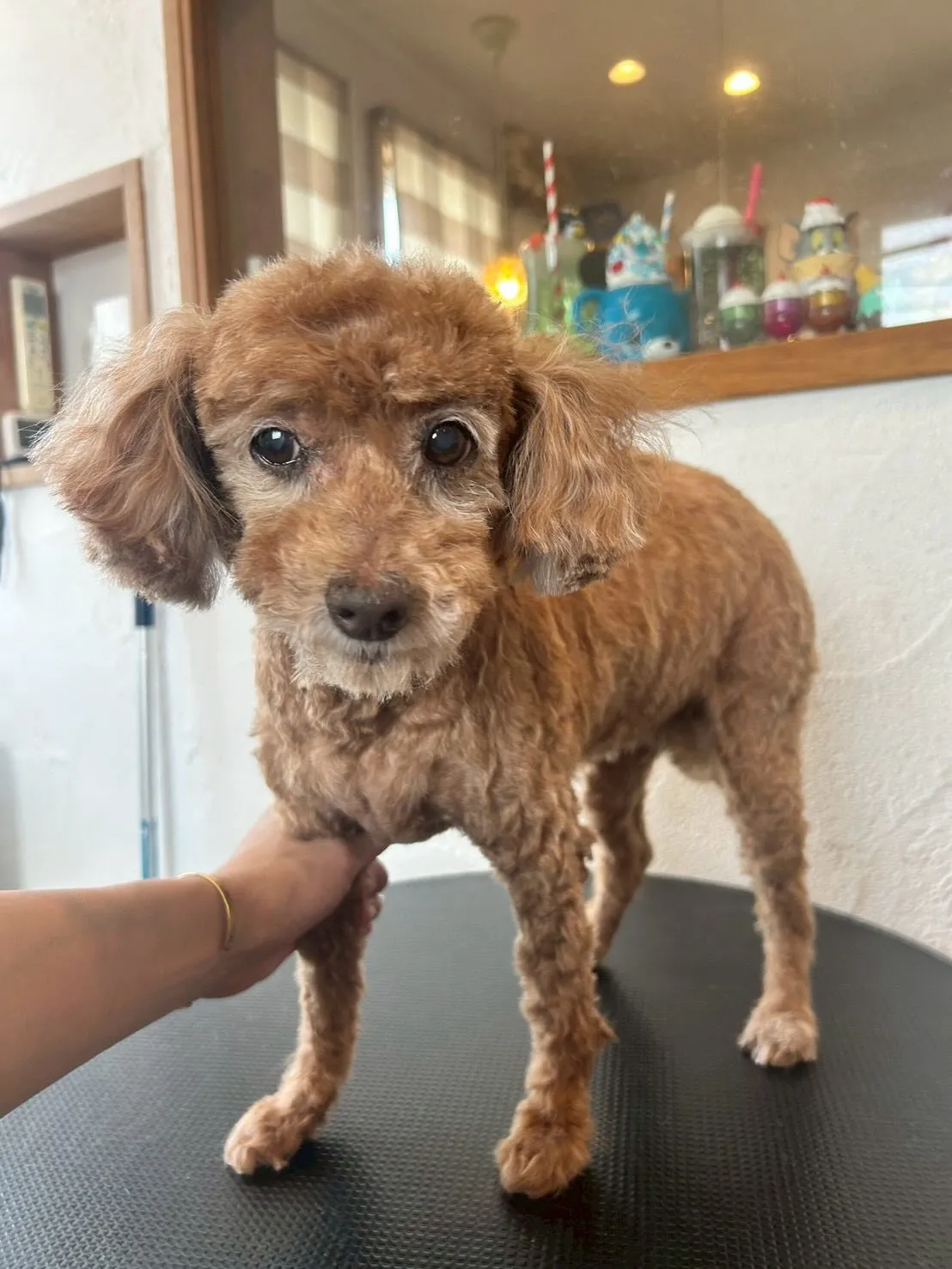 かわいいワンちゃんたちが大変身!🐶✂️