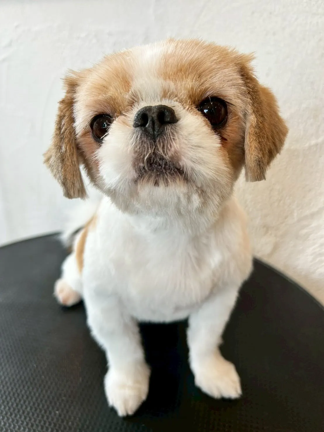 可愛いワンちゃんたちが大集合！🐶✨