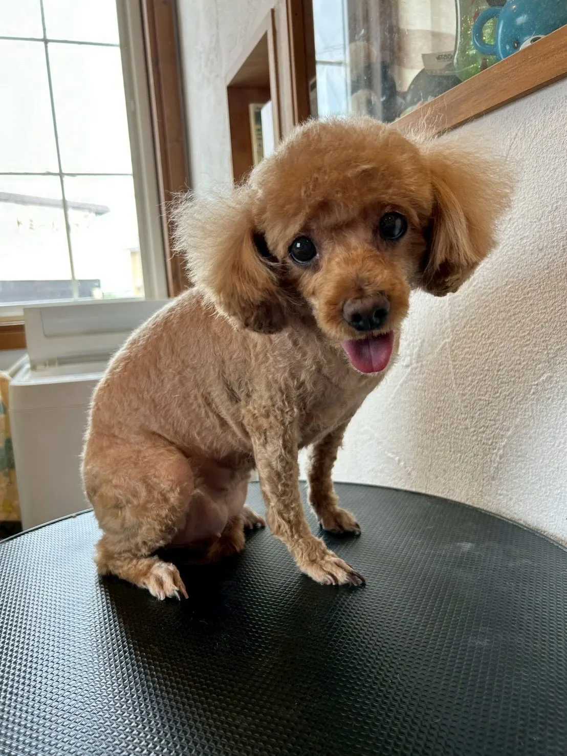 可愛いワンちゃんたちが大集合!🐶✨