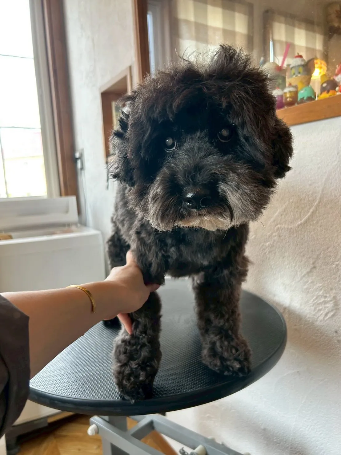 可愛いワンちゃんたちが大集合!🐶✨