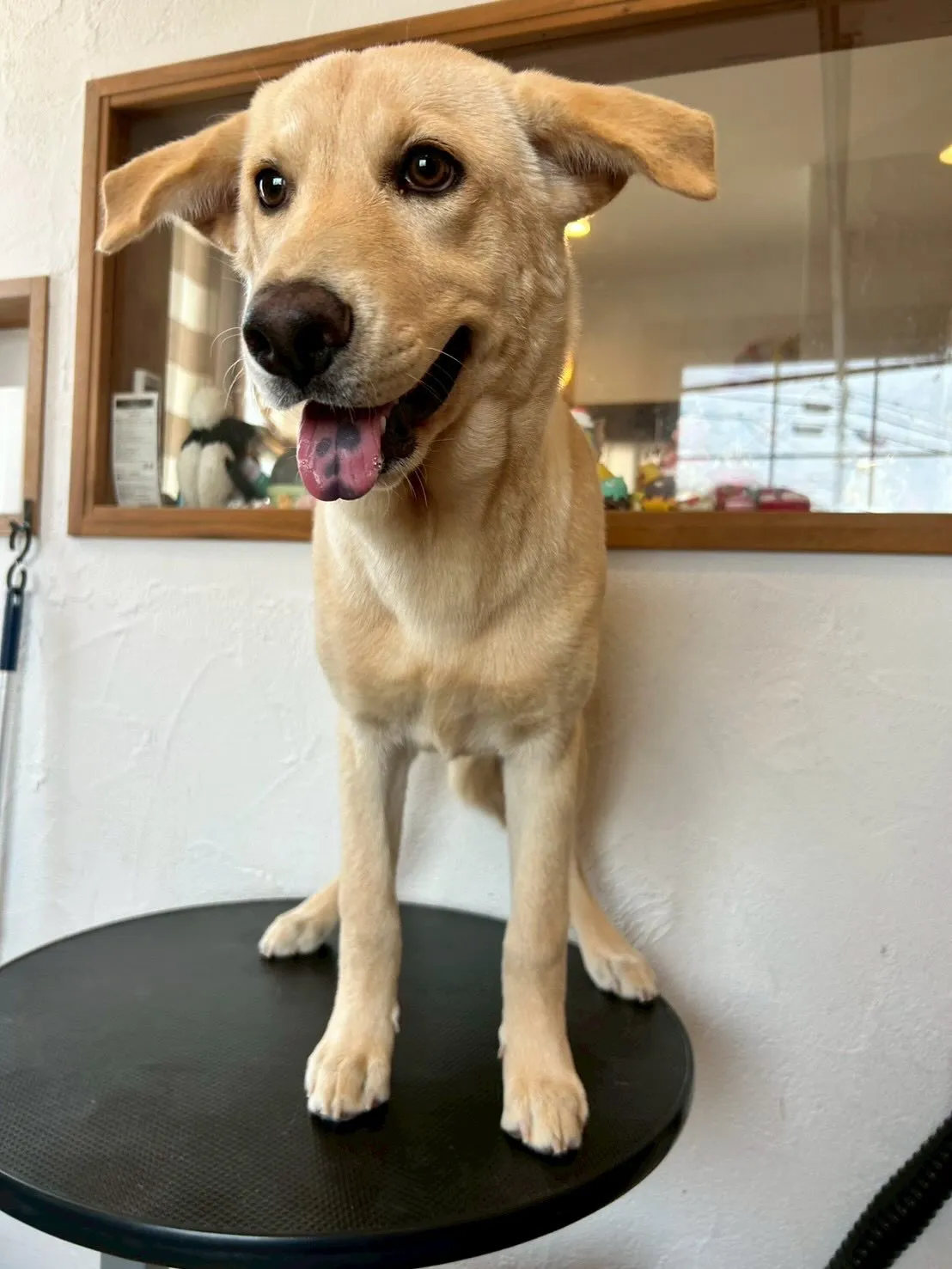 可愛いワンちゃんたちが大集合!🐶✨