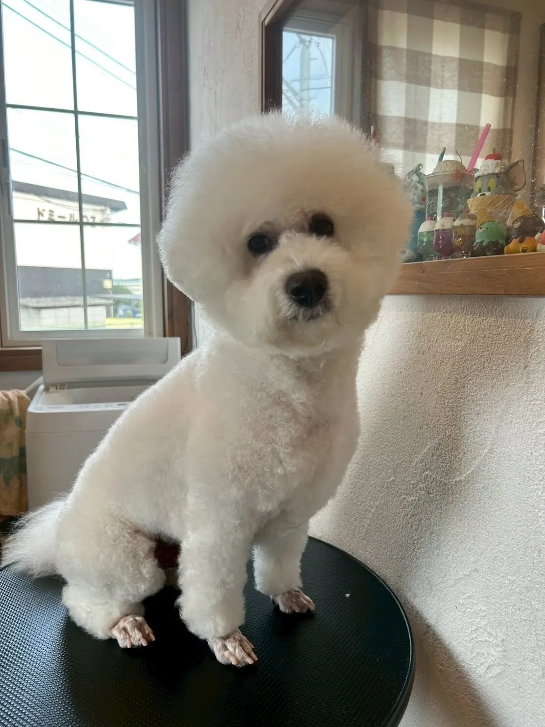 可愛いワンちゃんたちが大集合!🐶✨