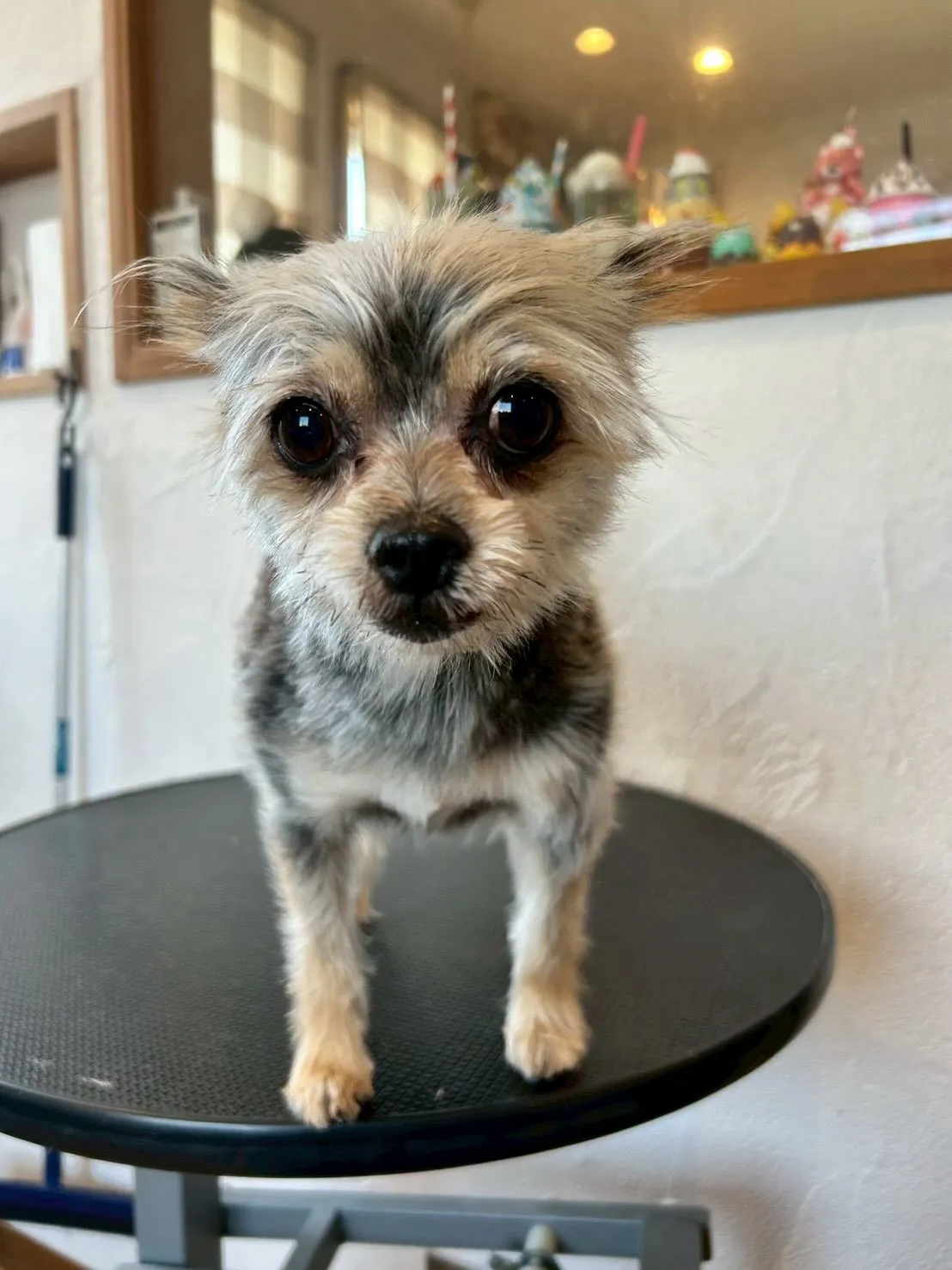 可愛いゲストがいっぱい登場✨