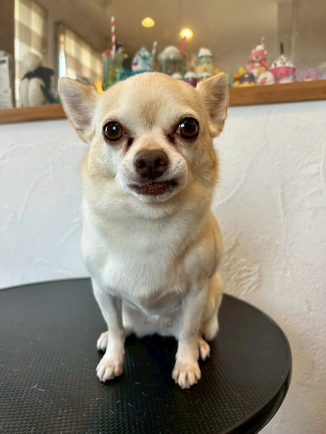 可愛いゲストがいっぱい登場✨