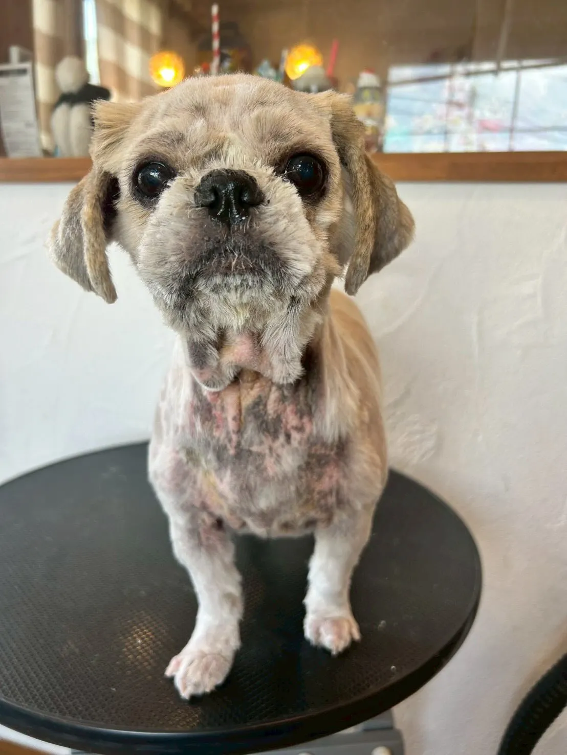 可愛いゲストがいっぱい登場✨