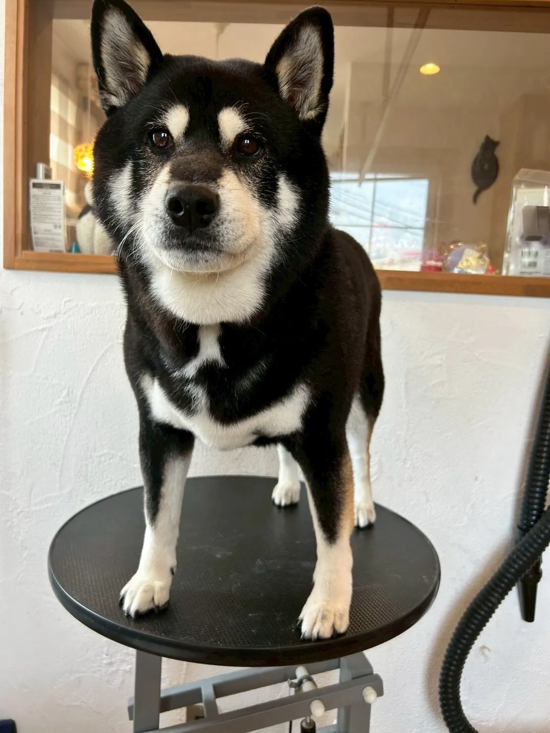 🐾✨かわいこちゃん達を紹介しちゃいます!✨🐾