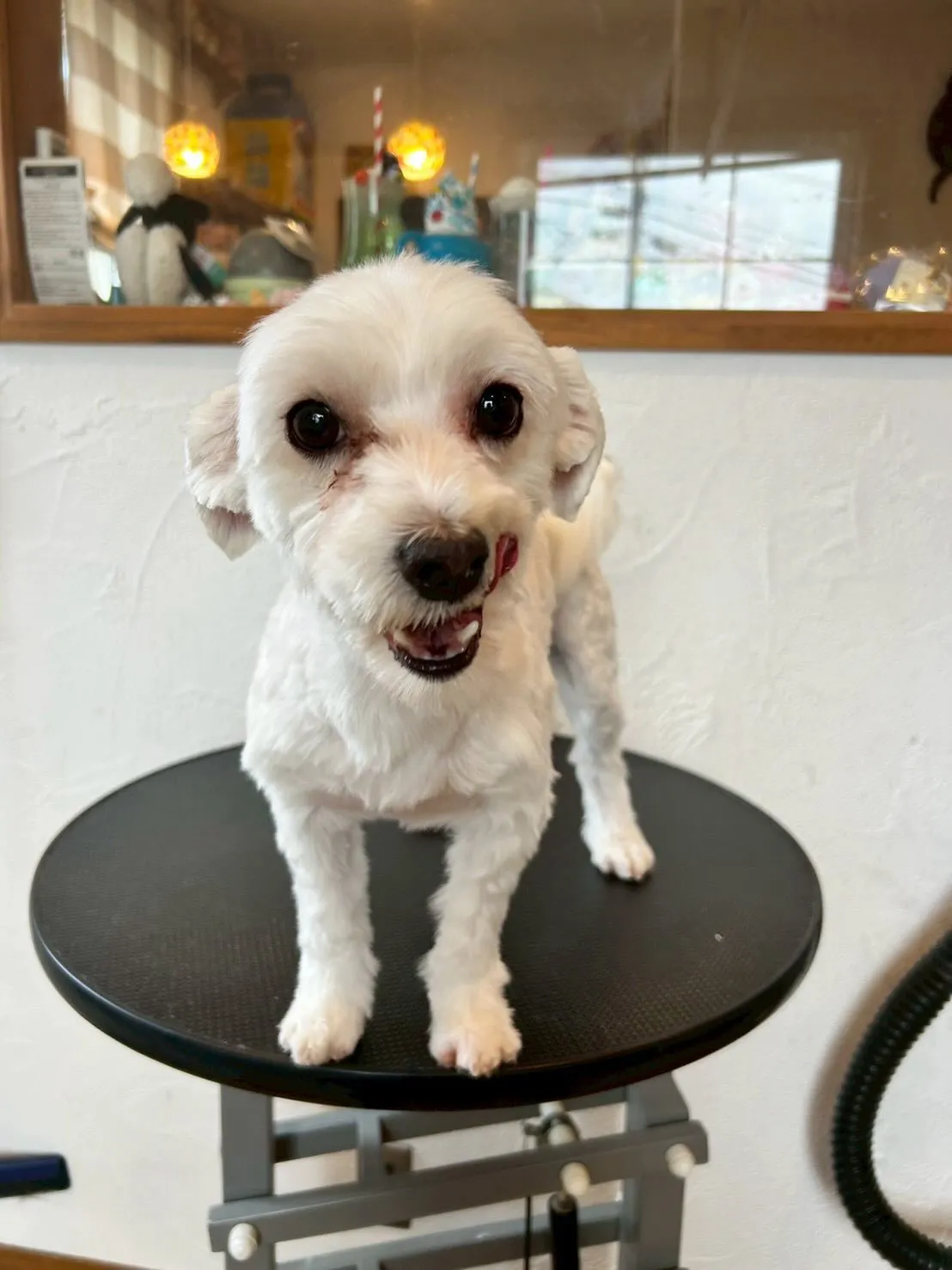 🐾✨かわいこちゃん達を紹介しちゃいます!✨🐾