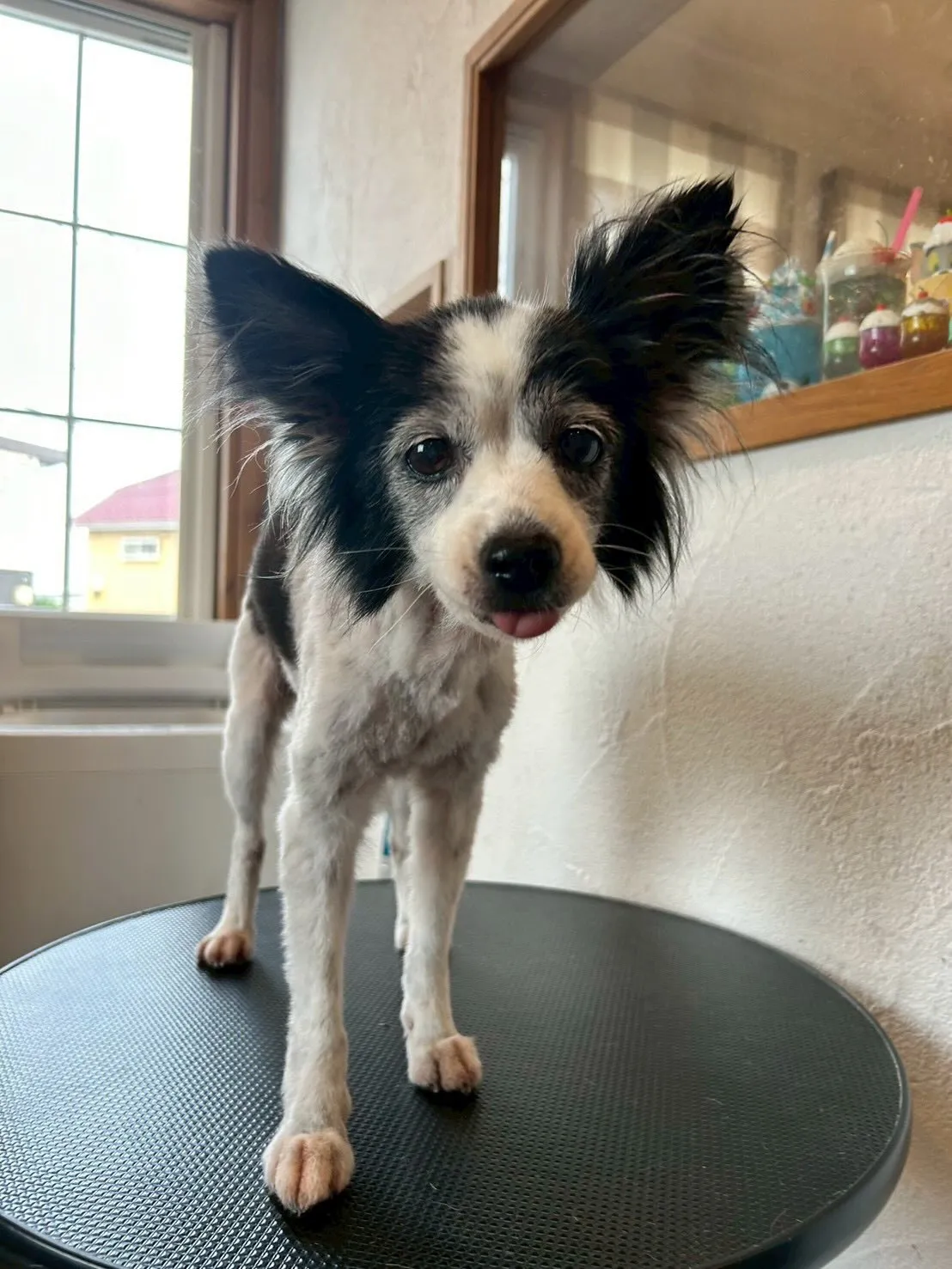 🐾✨かわいこちゃん達を紹介しちゃいます!✨🐾