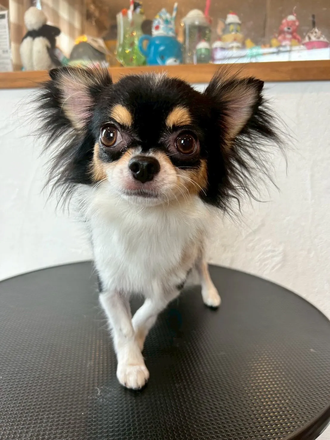 🐾✨かわいこちゃん達を紹介しちゃいます!✨🐾