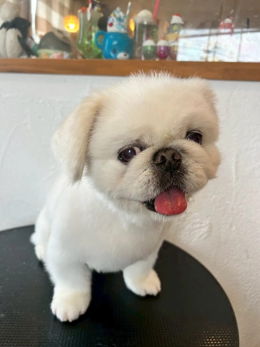 トリミングサロンへようこそ!