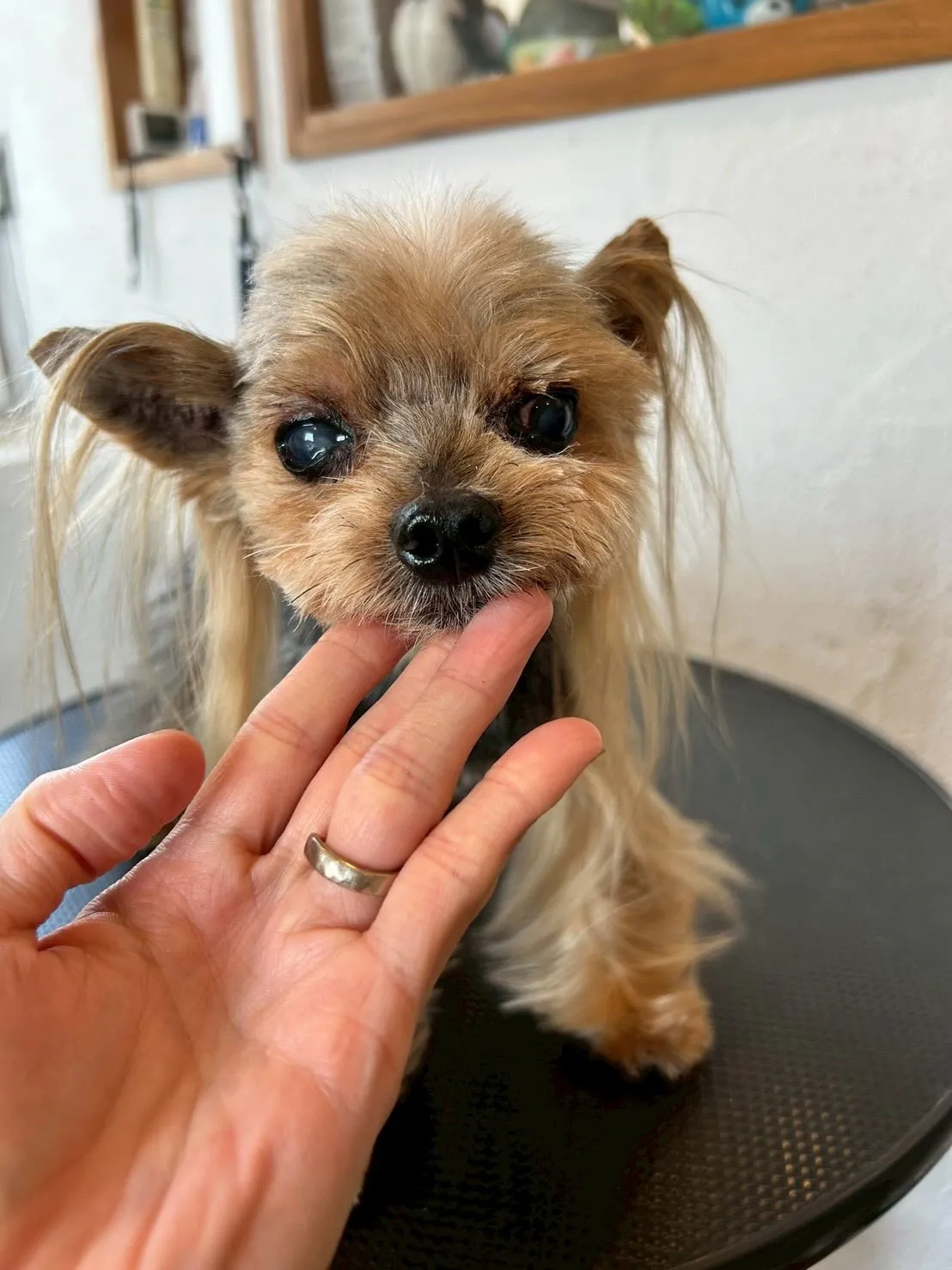 トリミングサロンへようこそ!