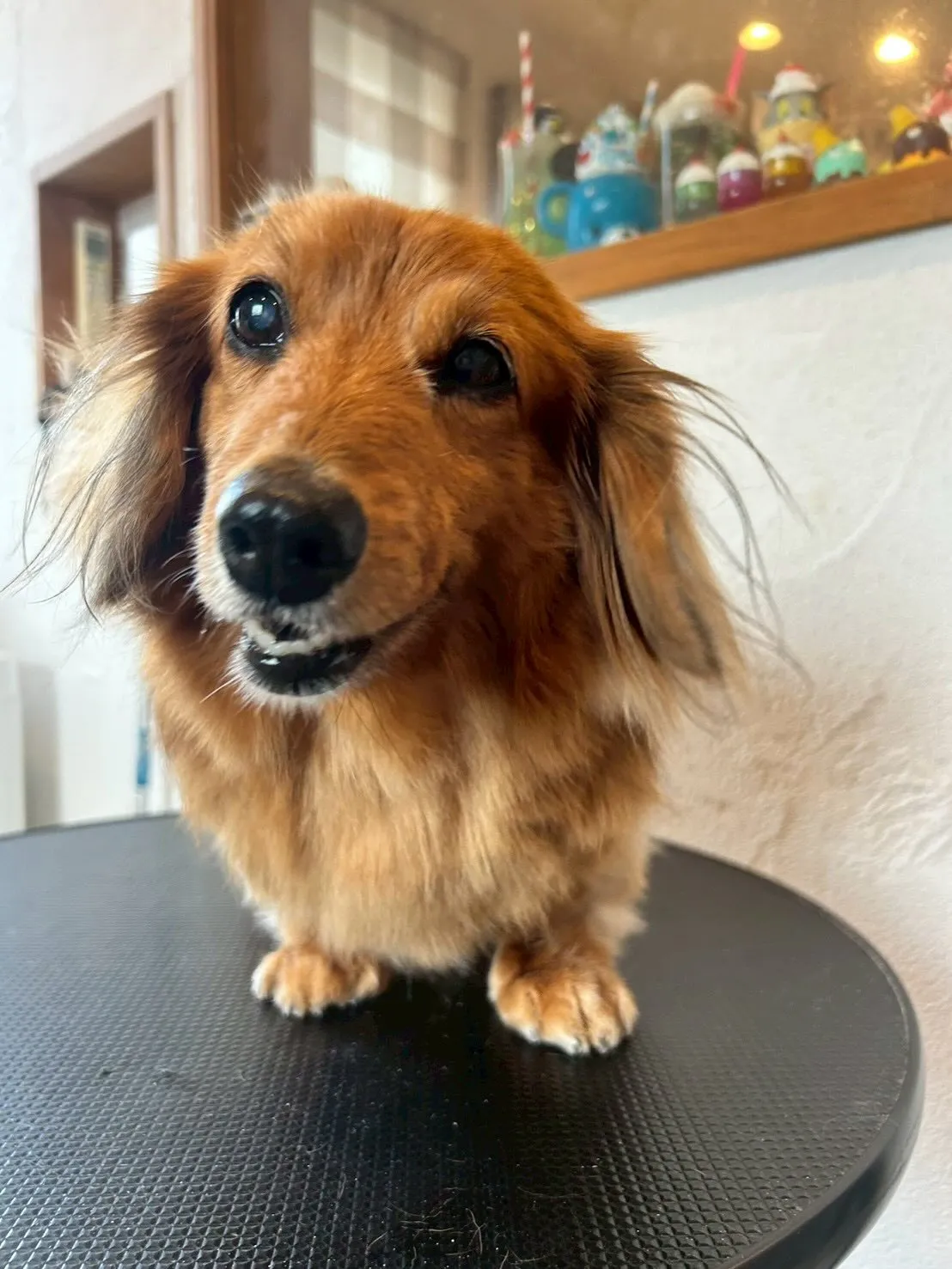 トリミングサロンへようこそ!