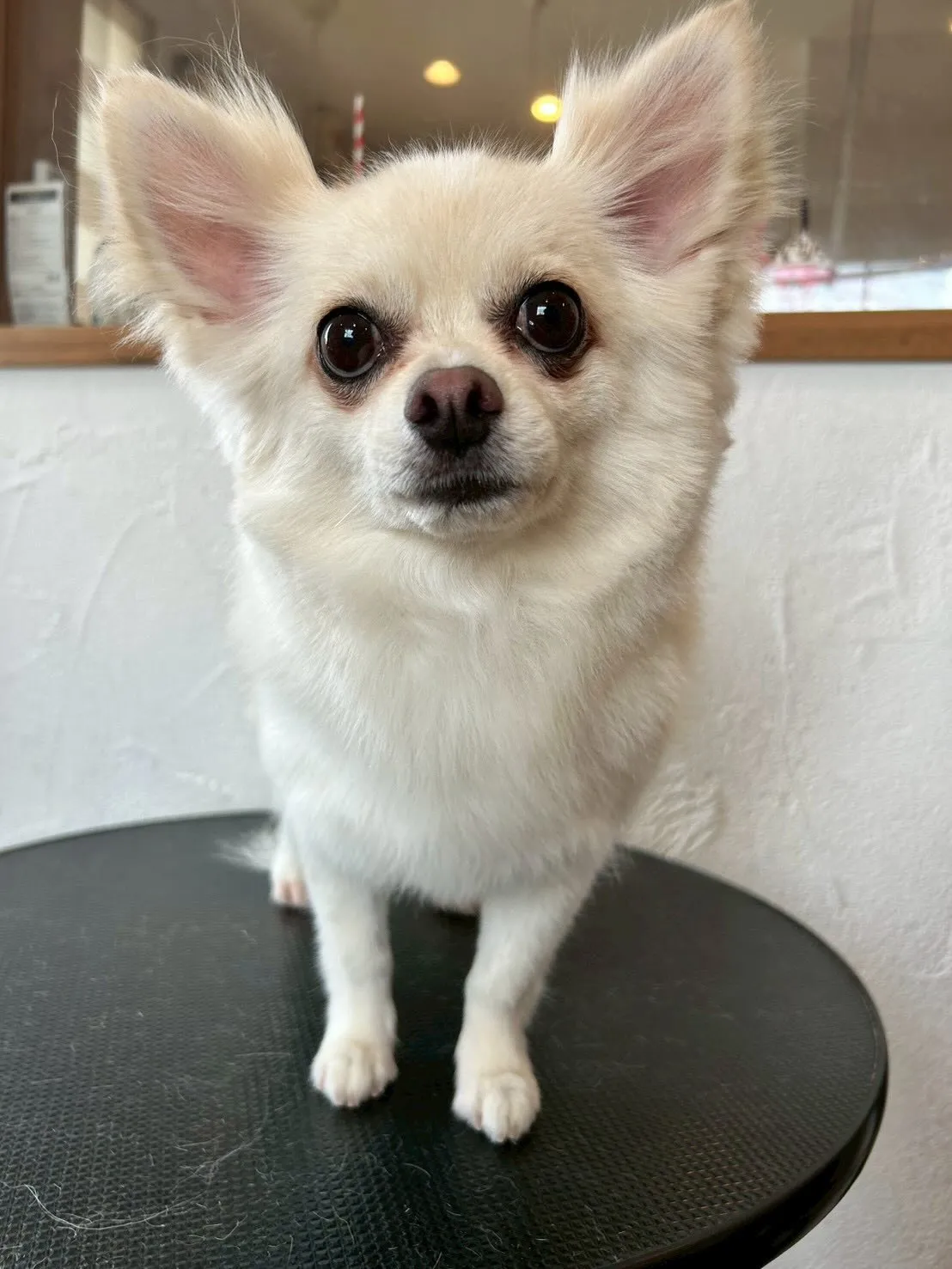 🥳✨お友達を紹介します!✨🥳