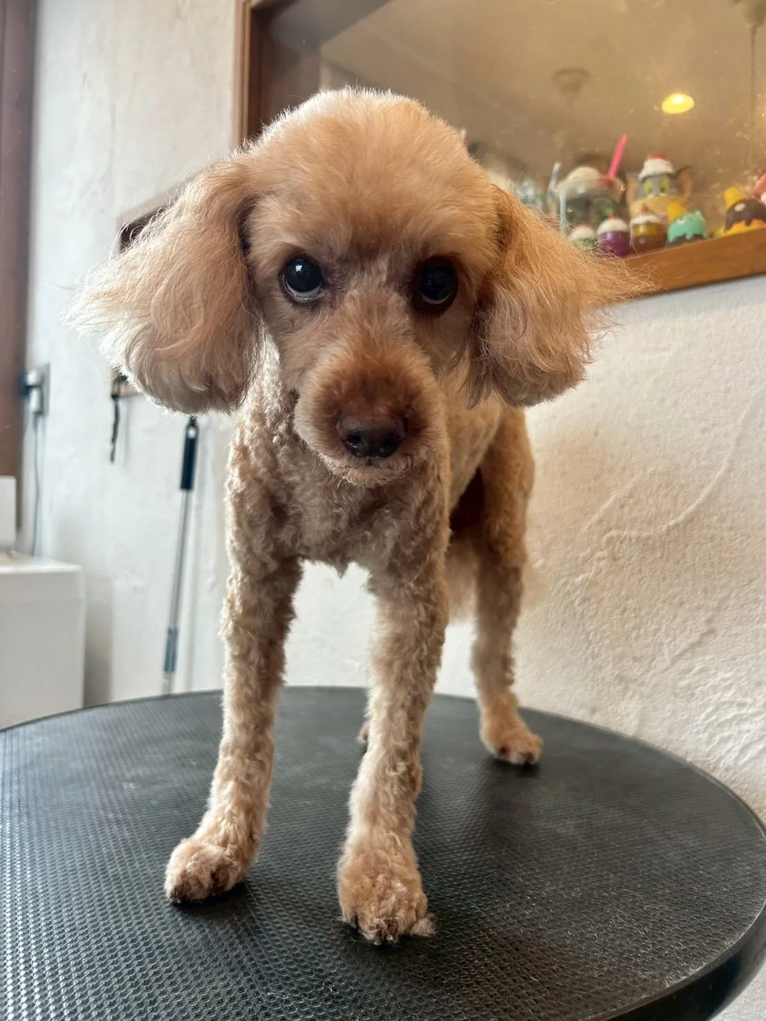 🥳✨お友達を紹介します!✨🥳